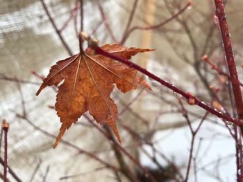 Close-up of dried maple leaf on branch during winter