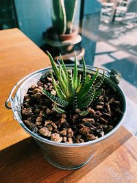 High angle view of potted plant on table