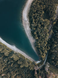 Aerial view of road amidst forest trees