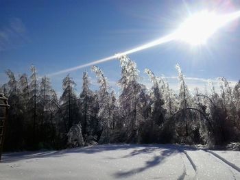 Low angle view of trees against sky during winter