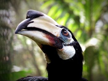 Close-up of a bird