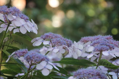 Close-up of purple flowering plant