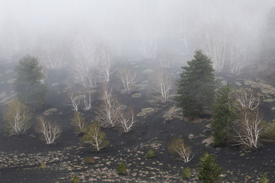 Trees on field in forest during winter