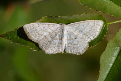 Close-up of insect on leaves