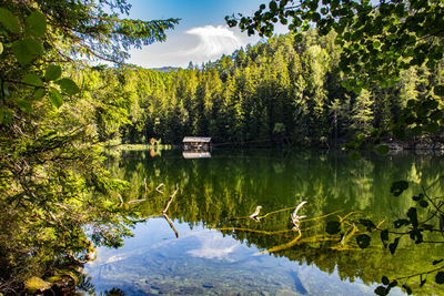 Scenic view of lake against trees