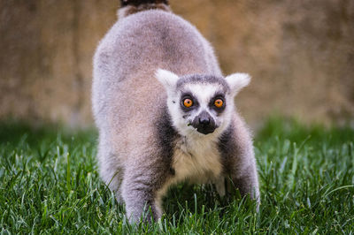 Portrait of lemur on field