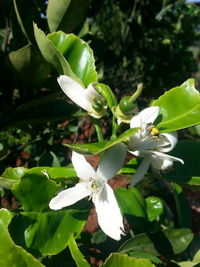 Close-up of flower against blurred background