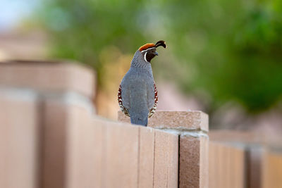 Bird perching on wall