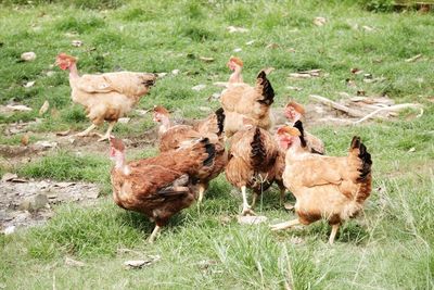 Chickens on field