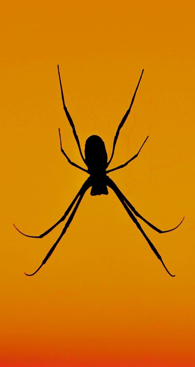 invertebrate, insect, animal wildlife, close-up, animals in the wild, one animal, no people, arachnid, animal themes, animal, nature, arthropod, sunset, sky, orange color, animal body part, spider, silhouette, outdoors, beauty in nature