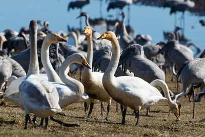 Flock of birds perching on lakeshore