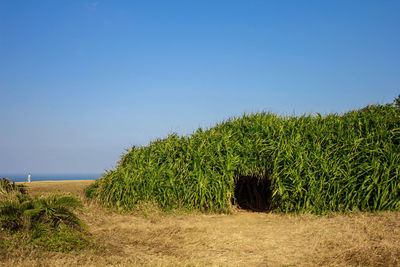 Bush growing on sea shore against clear blue sky