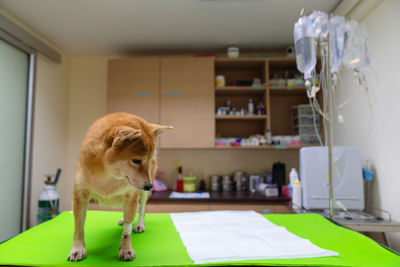 Dog standing on table at home