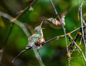 Close-up of birds perching on branch