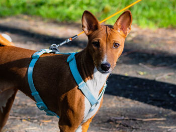 Basenji breed dog in forest ioi parks, animal