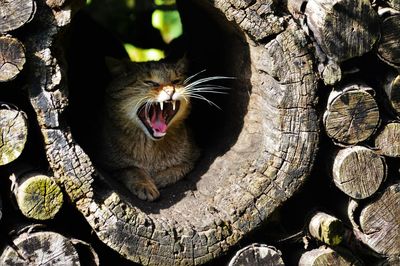 Close-up of cat yawing while sitting in hollow log