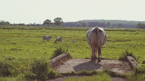 Horses grazing in a field