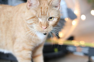 Close-up of a cat looking away