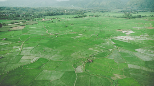 Scenic view of agricultural field