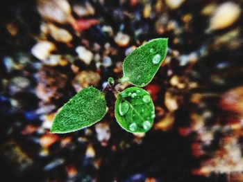 Close-up of green plant in water