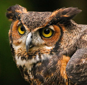 Close-up portrait of owl