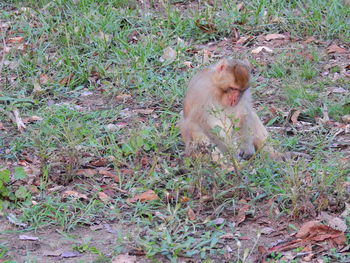 High angle view of lion on field