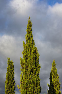 Low angle view of tree against sky