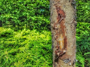 Close-up of tree trunk in forest