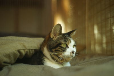 Close-up of a cat looking away