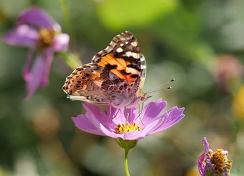 Close-up of butterfly pollinating on pink flower