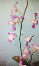 Close-up of flowers on branch