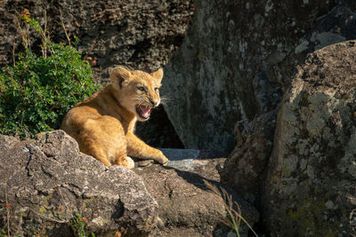 View of a cat on rock