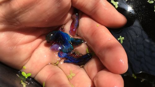 Close-up of hand holding bird