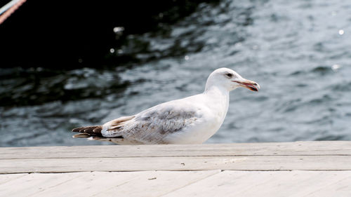 Close-up of seagull on wood