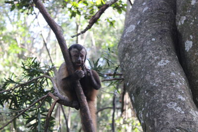 Low angle view of monkey on tree