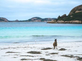Dog on beach by sea against sky