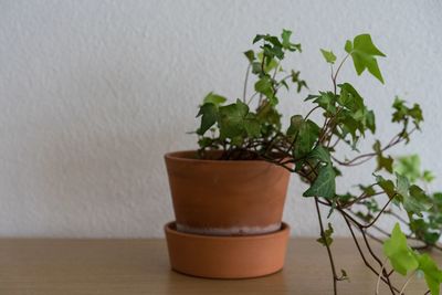 Close-up of potted plant on table against wall