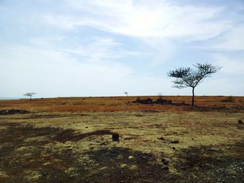 Bare trees on field against cloudy sky