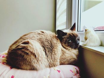 Cat lying on bed at home