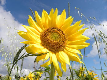Close-up of sunflower on field against sky