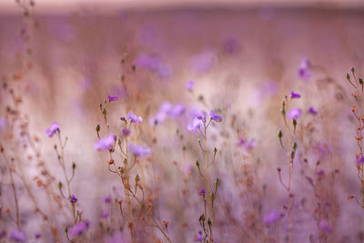 Close-up of purple flowering plants