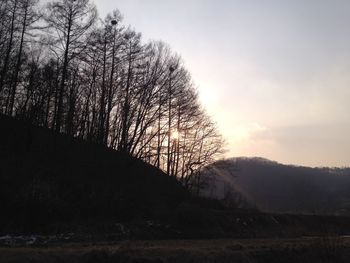 Bare trees on landscape