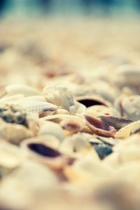 Close-up of leaf on beach