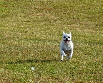 Portrait of dog running on grass