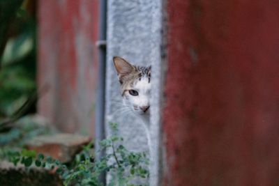 Cat seen through outdoors