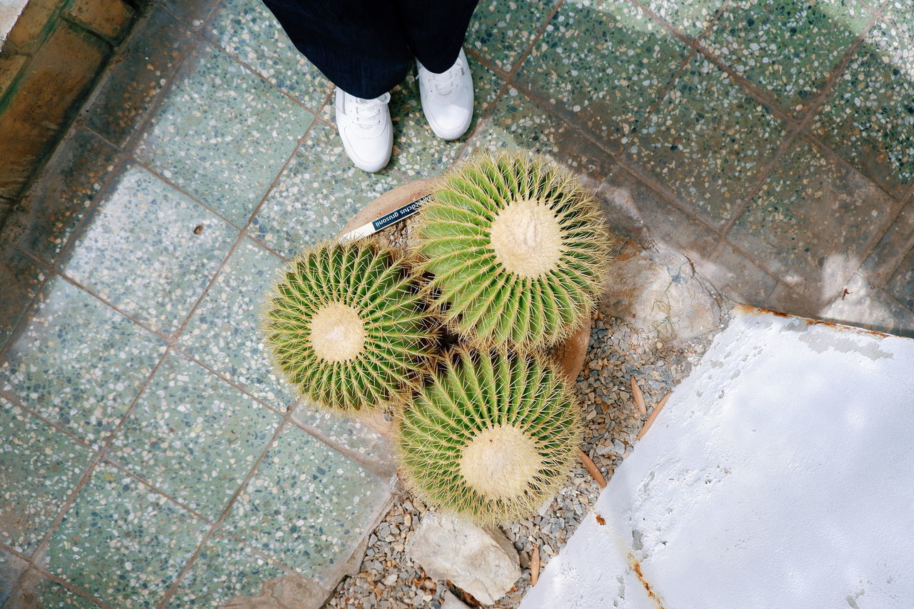 LOW SECTION OF PERSON STANDING ON CACTUS