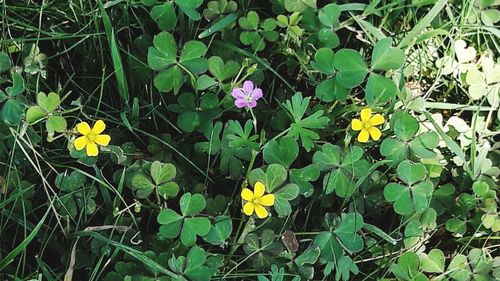 Flowers blooming on plant