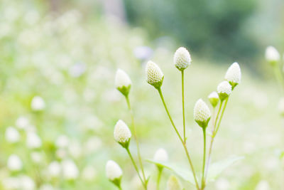 Close-up of plant