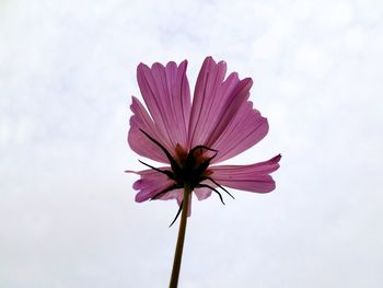 Low angle view of pink flower against sky