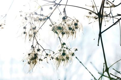 Low angle view of flowering plants against sky